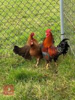 4 POL QUARTER OF WELSUMMER BANTAMS BIDS PER LIFE - 3