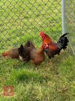 4 POL QUARTER OF WELSUMMER BANTAMS BIDS PER LIFE - 4