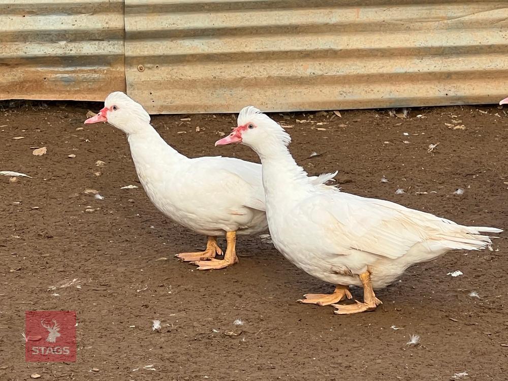 2 WHITE MUSCOVY FEMALES BIDS PER LIFE