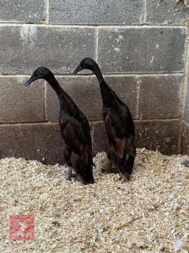 2 POL CHOCOLATE INDIAN RUNNER DUCKS BIDS PER LIFE