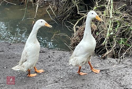 2 YOUNG INDIAN RUNNER DUCKS BIDS PER LIFE