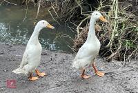 2 YOUNG INDIAN RUNNER DUCKS BIDS FOR THE PAIR