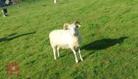 6 TEXEL X STORE LAMBS BIDS PER LIFE - 3