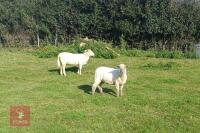 6 TEXEL X STORE LAMBS BIDS PER LIFE - 4