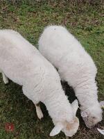 6 TEXEL X STORE LAMBS BIDS PER LIFE - 5