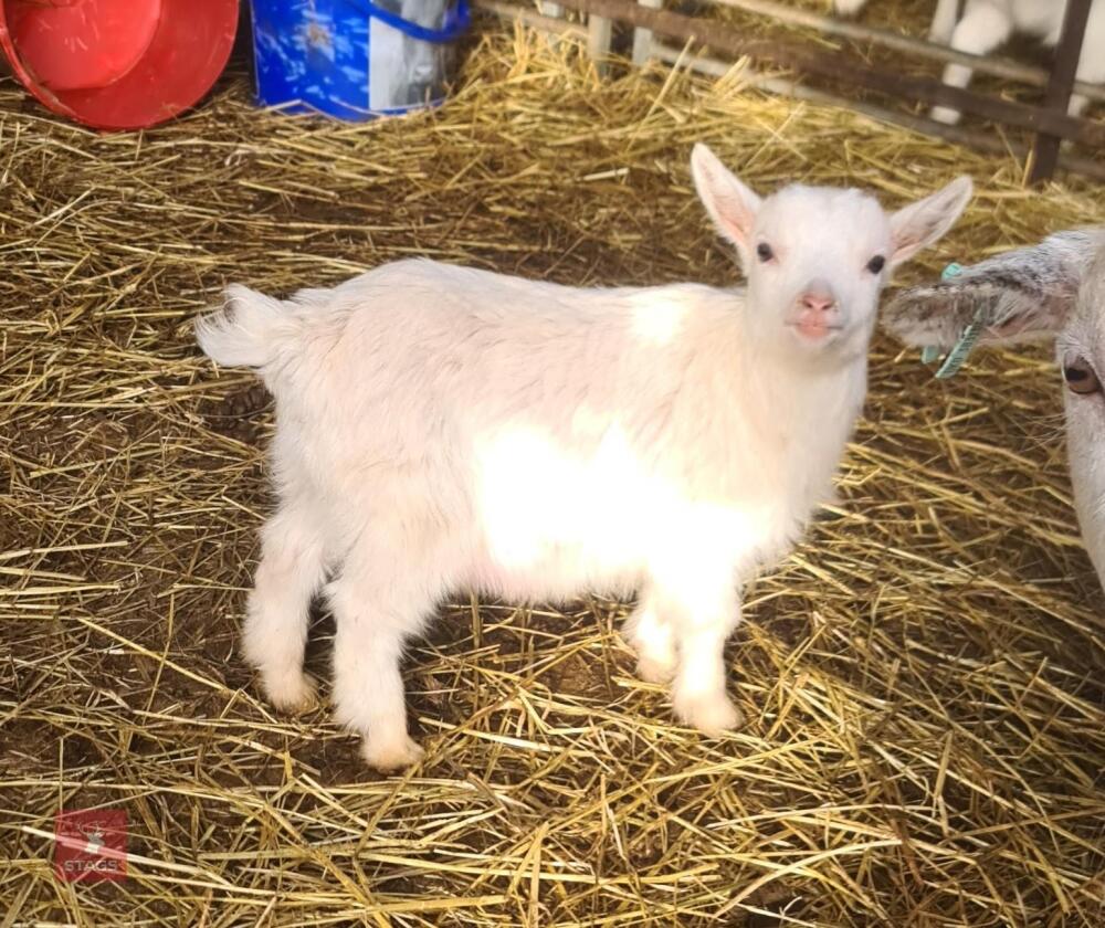 PYGMY NANNY, 1 BILLY & 1 FEMALE GOAT BIDS FOR THE GROUP