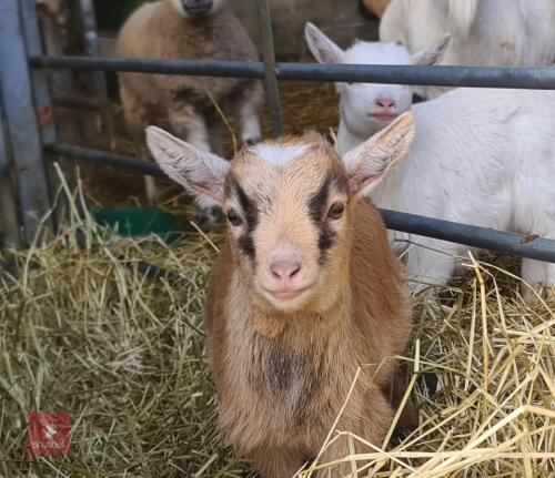 GOLDEN PYGMY FEMALE KID GOAT