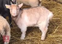 GOLDEN PYGMY WETHER GOAT