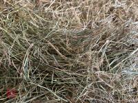 50 X 4 STRING OF 2024 MEADOW HAY BIDS PER BALE - 2