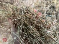 30 X 6 STRING HAY BIDS PER BALE - 2