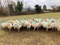 47 IN LAMB FULL MOUTH WELSH X EWES BIDS PER LIFE