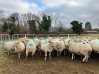 47 IN LAMB FULL MOUTH WELSH X EWES BIDS PER LIFE - 2