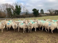 47 IN LAMB FULL MOUTH WELSH X EWES BIDS PER LIFE - 3