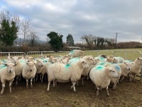 47 IN LAMB FULL MOUTH WELSH X EWES BIDS PER LIFE - 4