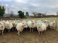 47 IN LAMB FULL MOUTH WELSH X EWES BIDS PER LIFE - 5