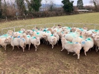 47 IN LAMB FULL MOUTH WELSH X EWES BIDS PER LIFE - 6