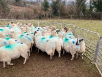 47 IN LAMB FULL MOUTH WELSH X EWES BIDS PER LIFE - 7