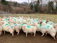 47 IN LAMB FULL MOUTH WELSH X EWES BIDS PER LIFE - 8