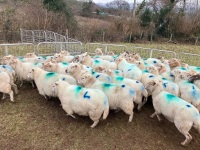 47 IN LAMB FULL MOUTH WELSH X EWES BIDS PER LIFE - 9