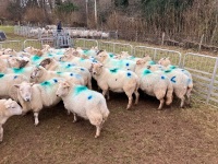 47 IN LAMB FULL MOUTH WELSH X EWES BIDS PER LIFE - 10