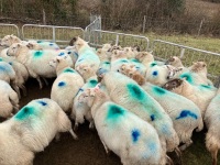 47 IN LAMB FULL MOUTH WELSH X EWES BIDS PER LIFE - 11