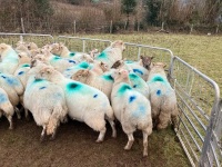 47 IN LAMB FULL MOUTH WELSH X EWES BIDS PER LIFE - 12