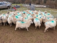 47 IN LAMB FULL MOUTH WELSH X EWES BIDS PER LIFE - 13