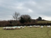 47 IN LAMB FULL MOUTH WELSH X EWES BIDS PER LIFE - 14