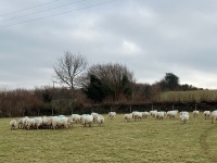 47 IN LAMB FULL MOUTH WELSH X EWES BIDS PER LIFE - 15