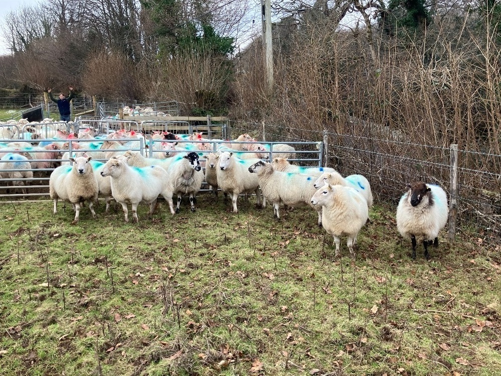 12 IN LAMB YOUNG WELSH X EWES BIDS PER EWE