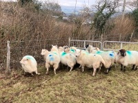 12 IN LAMB YOUNG WELSH X EWES BIDS PER EWE - 3