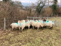 12 IN LAMB YOUNG WELSH X EWES BIDS PER EWE - 5