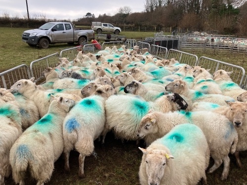 31 IN LAMB FULL MOUTH WELSH X EWES BIDS PER LIFE