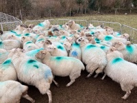 31 IN LAMB FULL MOUTH WELSH X EWES BIDS PER EWE - 9