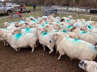 31 IN LAMB FULL MOUTH WELSH X EWES BIDS PER EWE - 10