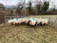 12 IN LAMB YOUNG WELSH X EWES BIDS PER EWE