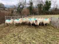 12 IN LAMB YOUNG WELSH X EWES BIDS PER EWE - 3