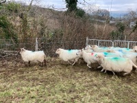 12 IN LAMB YOUNG WELSH X EWES BIDS PER EWE - 4