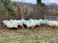 12 IN LAMB YOUNG WELSH X EWES BIDS PER EWE - 5