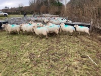 12 IN LAMB YOUNG WELSH X EWES BIDS PER EWE - 6