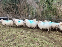 12 IN LAMB YOUNG WELSH X EWES BIDS PER EWE - 7