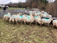 12 IN LAMB YOUNG WELSH X EWES BIDS PER EWE - 8