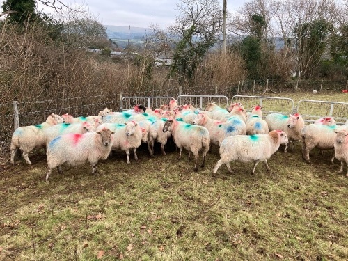 35 IN LAMB BROKE MOUTH WELSH X EWES BIDS PER LIFE