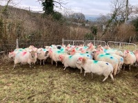 35 IN LAMB BROKE MOUTH WELSH X EWES BIDS PER EWE - 3