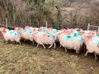 35 IN LAMB BROKE MOUTH WELSH X EWES BIDS PER EWE - 7