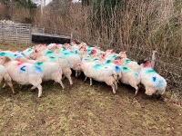 35 IN LAMB BROKE MOUTH WELSH X EWES BIDS PER EWE - 9