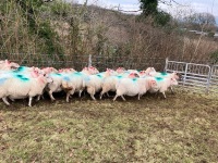 35 IN LAMB BROKE MOUTH WELSH X EWES BIDS PER EWE - 13