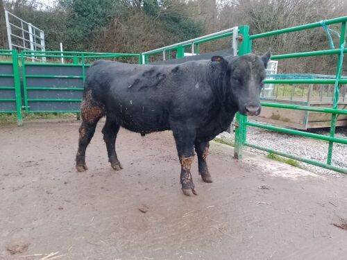 ABERDEEN ANGUS PEDIGREE BREEDING BULL