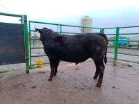 ABERDEEN ANGUS PEDIGREE BREEDING BULL - 2