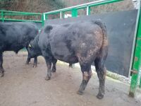 ABERDEEN ANGUS PEDIGREE BREEDING BULL - 7